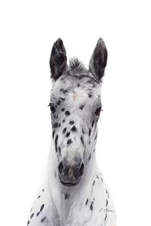 Appaloosa Foal by Watercolor Luv wall art