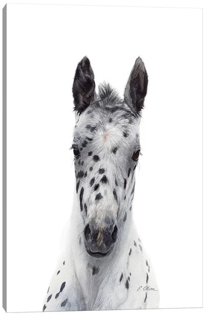 Appaloosa Foal Canvas Art Print - Baby Animal Art
