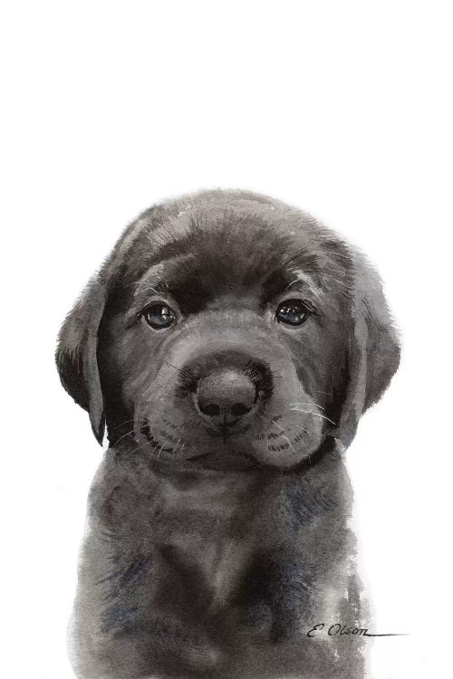 Black Lab Puppy II