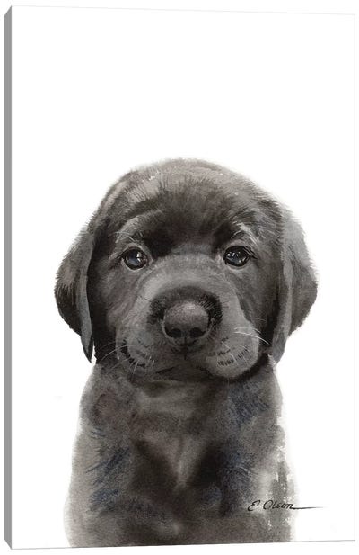 Black Lab Puppy II Canvas Art Print - Labrador Retriever Art