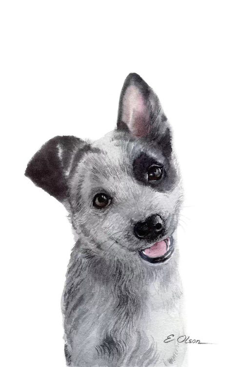 Blue Heeler Puppy