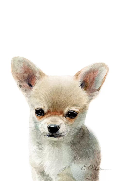 Chihuahua Puppy