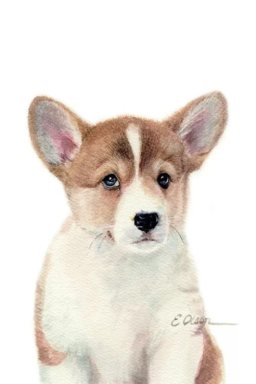 Corgi Puppy