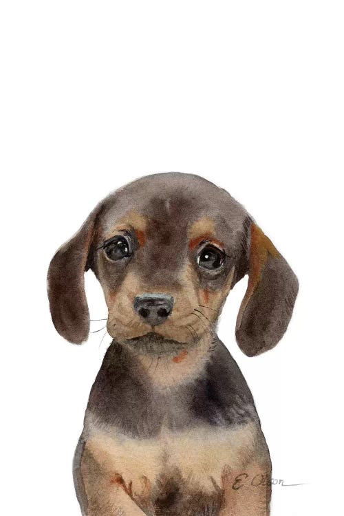 Dachshund Puppy