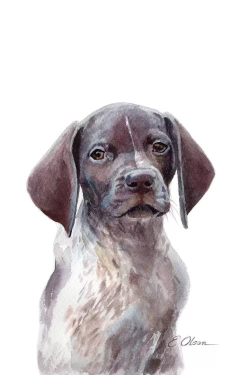 German Shorthaired Pointer Puppy