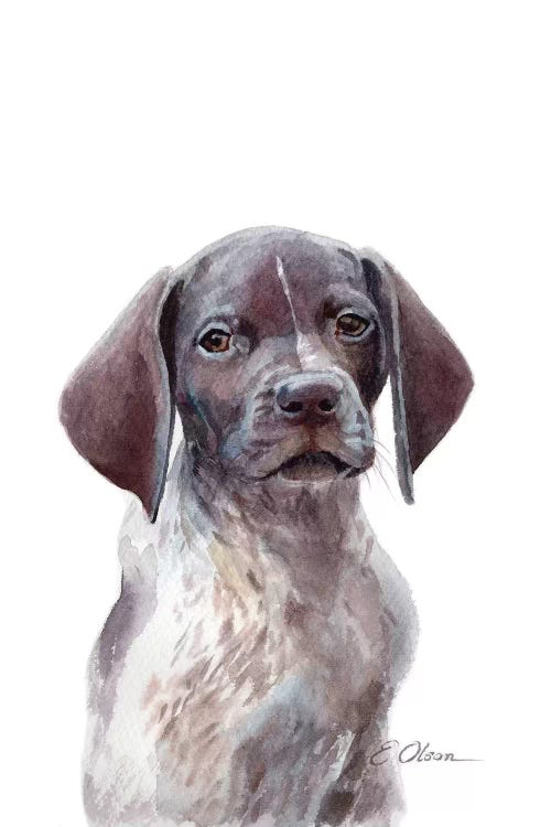 German Shorthaired Pointer Puppy
