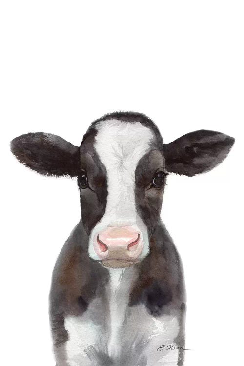 Holstein Calf