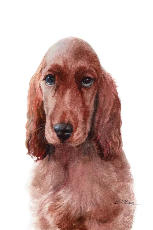 Irish Setter Puppy