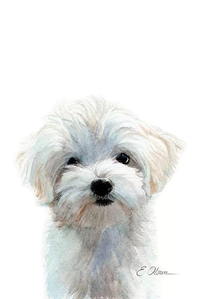 Baby Animals: Maltese Puppy by Watercolor Luv