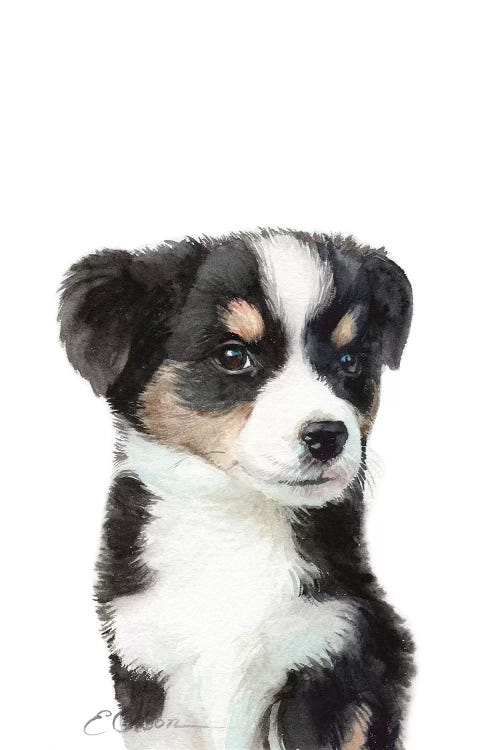 Mini Australian Shepherd Puppy