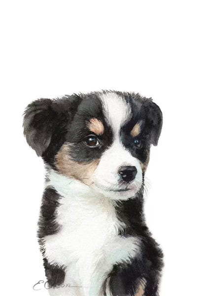 Australian Shepherds: Mini Australian Shepherd Puppy by Watercolor Luv