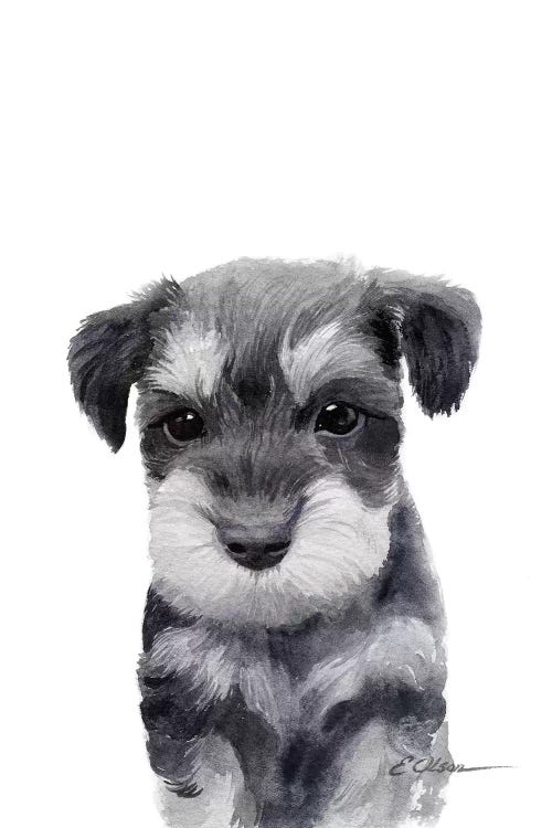 Miniature Schnauzer Puppy