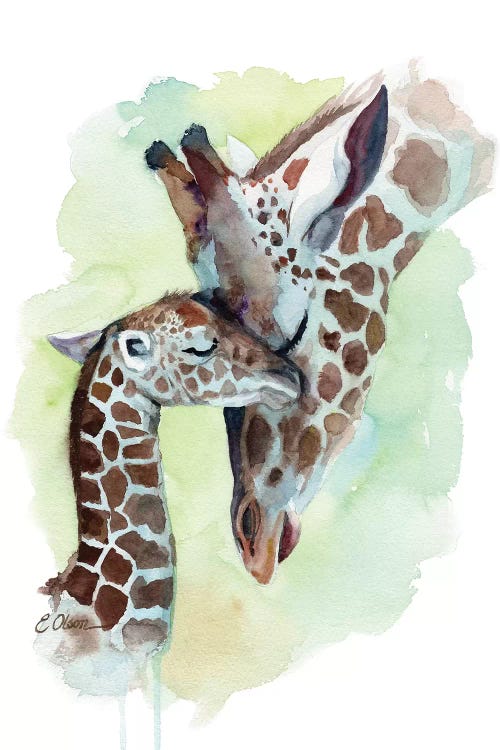 Mother and Baby Giraffes