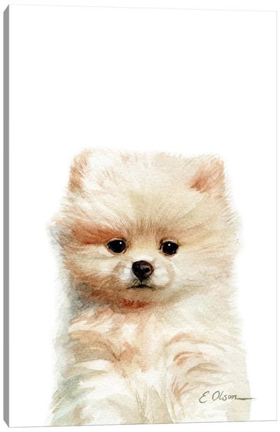 Pomeranian Puppy Canvas Art Print - Watercolor Luv