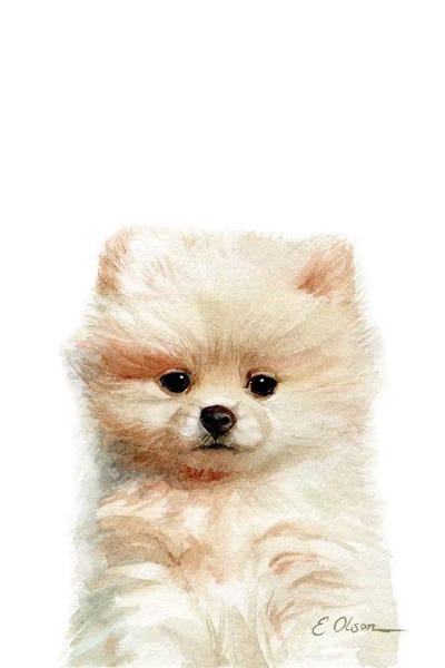 Pomeranians: Pomeranian Puppy by Watercolor Luv