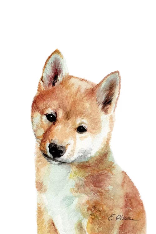 Shiba Inu Puppy