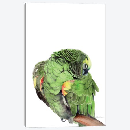Sleeping Amazon Parrot Canvas Print #WLU72} by Watercolor Luv Art Print