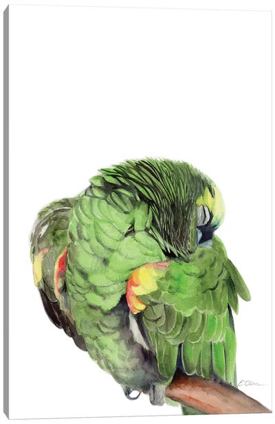 Sleeping Amazon Parrot Canvas Art Print - Watercolor Luv