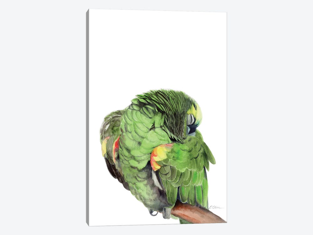 Sleeping Amazon Parrot by Watercolor Luv 1-piece Canvas Print