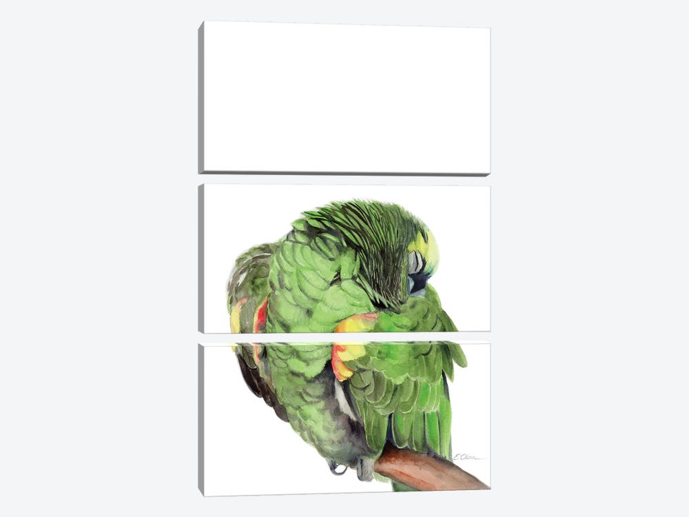 Sleeping Amazon Parrot by Watercolor Luv 3-piece Art Print