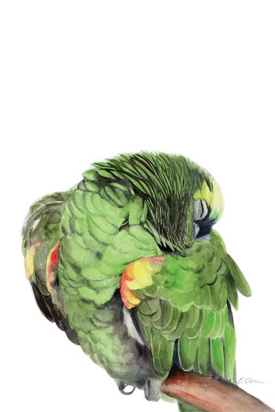 Sleeping & Napping: Sleeping Amazon Parrot by Watercolor Luv