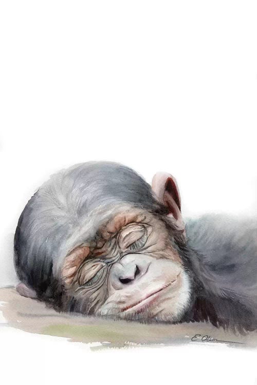 Sleeping Baby Chimpanzee