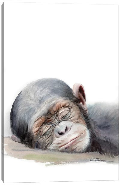 Sleeping Baby Chimpanzee Canvas Art Print