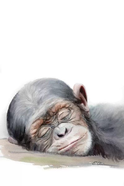 Chimpanzees: Sleeping Baby Chimpanzee by Watercolor Luv