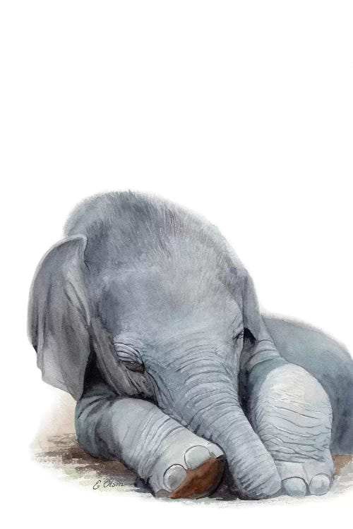 Sleeping Baby Elephant