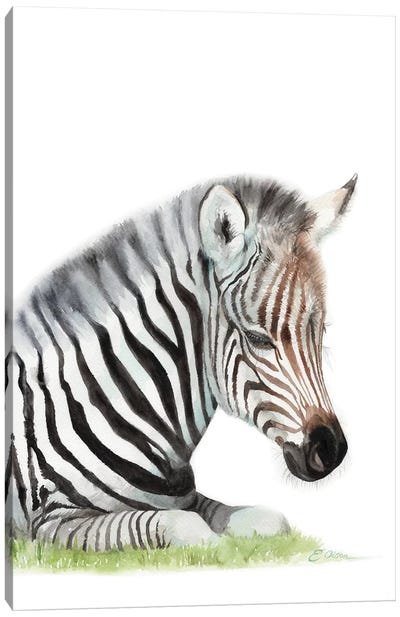 Sleeping Baby Zebra Canvas Art Print - Baby Animal Art