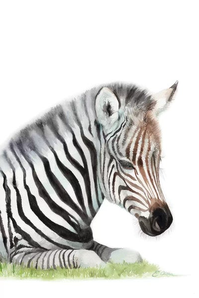 Zebras: Sleeping Baby Zebra by Watercolor Luv