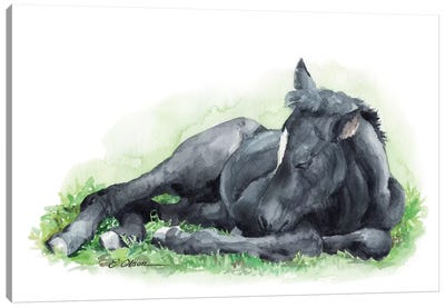 Sleeping Farm Foal Canvas Art Print - Watercolor Luv