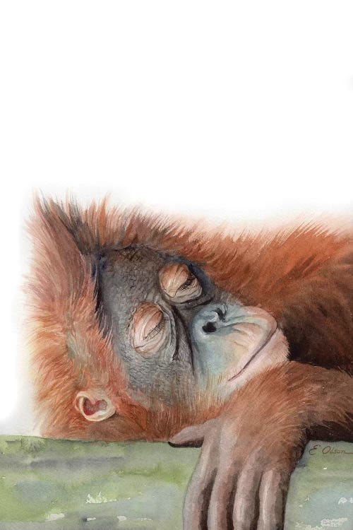 Sleeping Orangutan