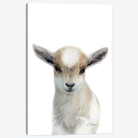 Tan & White Baby Goat Canvas Print #WLU85} by Watercolor Luv Art Print