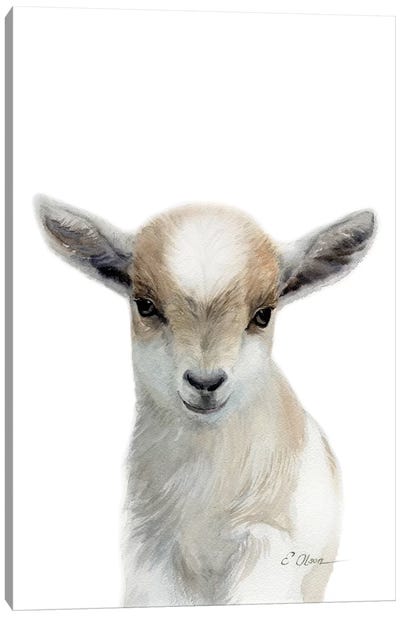 Tan & White Baby Goat Canvas Art Print - Goat Art