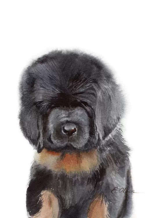 Tibetan Mastiff Puppy