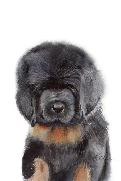 Tibetan Mastiff Puppy