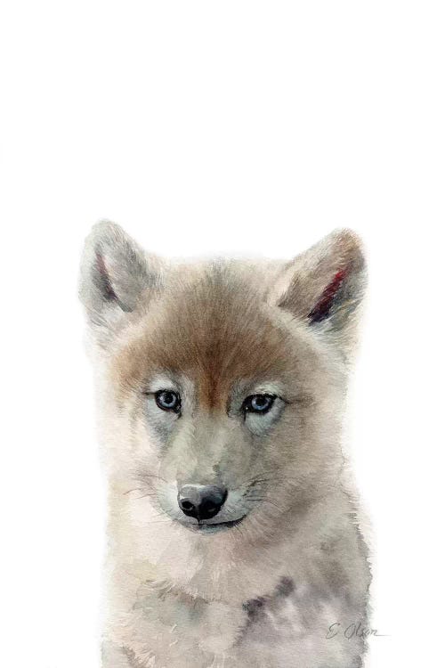 Baby Wolf