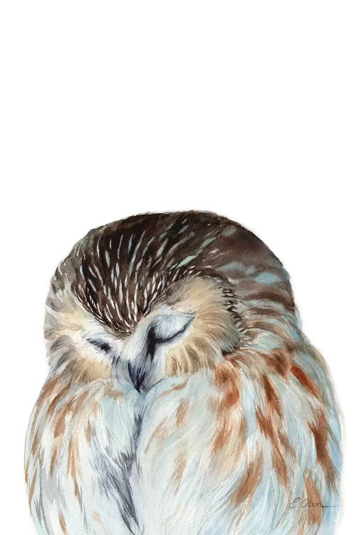 Woodland Sleeping Owl