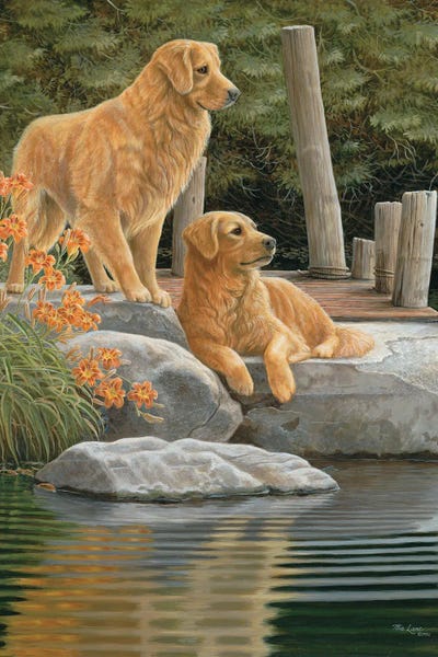 Companions-Golden Retrievers