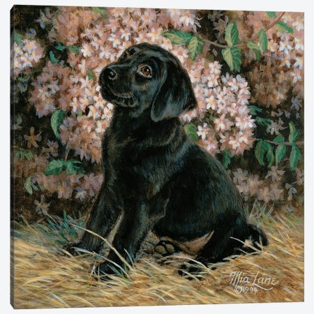 D Is For Devoted-Black Lab Canvas Print #WML11} by Mia Lane Canvas Art Print