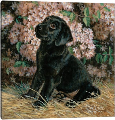 D Is For Devoted-Black Lab Canvas Art Print - Baby Animal Art