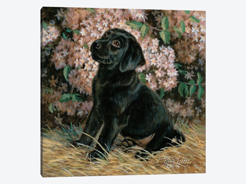 D Is For Devoted-Black Lab by Mia Lane 1-piece Art Print