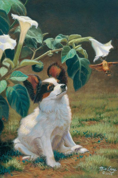 Moths: Fascination-Papillon With Hummingbird Moth by Mia Lane