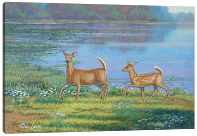 Following In Her Footsteps II-Whitetail Deer Canvas Art Print - Mia Lane
