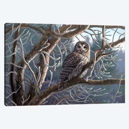 Frosty Morn-Barred Owl Canvas Print #WML16} by Mia Lane Canvas Art