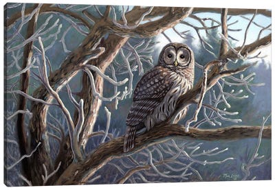 Frosty Morn-Barred Owl Canvas Art Print - Mia Lane