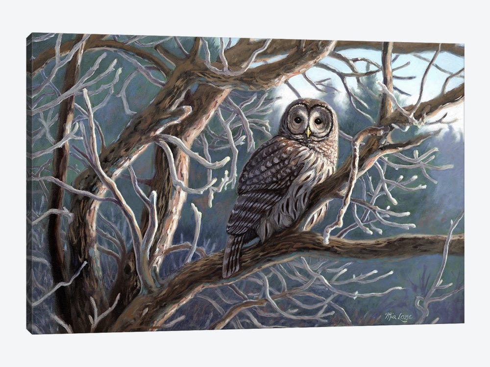 Frosty Morn-Barred Owl by Mia Lane 1-piece Canvas Art
