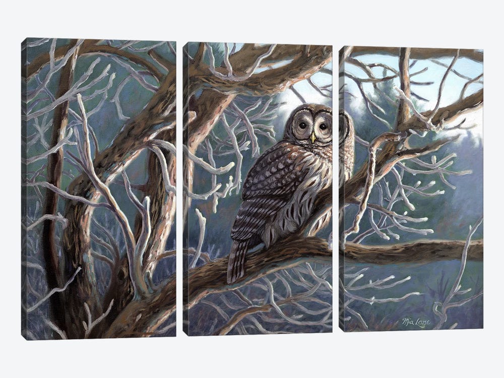 Frosty Morn-Barred Owl by Mia Lane 3-piece Canvas Artwork