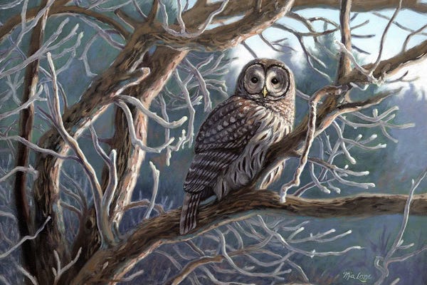 Rustic Winter: Frosty Morn-Barred Owl by Mia Lane
